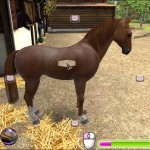 Лошадь-моей-мечты-3